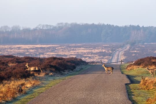 Het Nederlandse landschap 4
