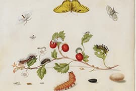 Illustratie van Maria Sibylla Merian, Bibliotheek van Artis.
