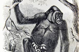 Paul Du Chaillu, afbeelding frontispies 'Explorations and Adventures in Equatorial Africa', 1861. Publiekdomein.