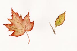 Workshop Botanisch illustreren in 1 dag 2