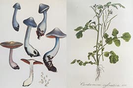 Links: Flora Batava, verschillende exemplaren van de Agaricus cortinarius,  plaat 1332 (1885), deel 17. Rechts: Flora Batava, Bosveldkers, plaat 602 (1844), deel 8. Den Haag, KB, signatuur KW T 423 en KW T 423a