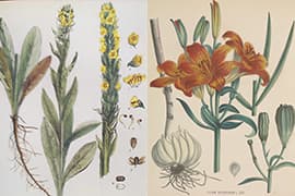 Links: Flora Batava, de koningskaars, plaat 162 (1814), deel 3. Rechts: Flora Batava, Roggelelie, plaat 1227 (1881), deel 16. Den Haag, KB, signatuur KW T 423 en KW T 423a