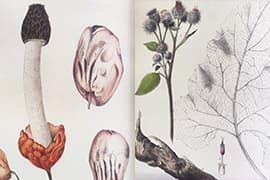 Links: Flora Batava, de grote stinkzwam,  plaat 795 (1849), deel 10. Rechts: Flora Batava, donzige klit, plaat 254 (1822) deel 4 (1868). Den Haag, KB, signatuur KW T 423 en KW T 423a