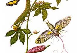 Pagina uit werk van Maria Sibylla Merian, een Surinaamse pijlstaartvlinder